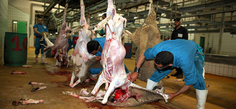 abattage moutons