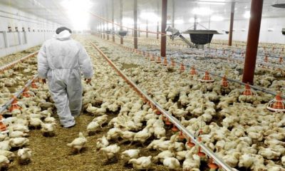 poulet 1152x700 770x356