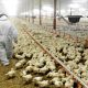 poulet 1152x700 770x356