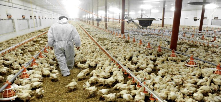 poulet 1152x700 770x356