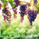 Viticulture