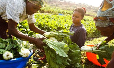 agriculture afrik