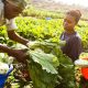 agriculture afrik
