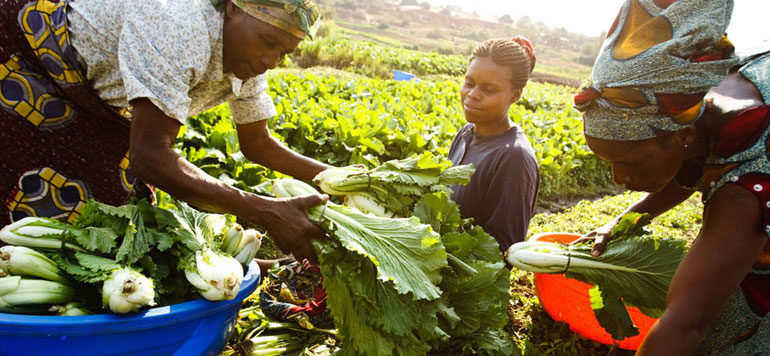 agriculture afrik