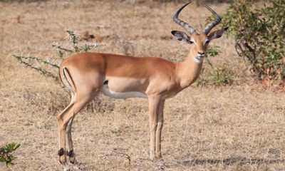 antilope gazelle