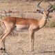 antilope gazelle