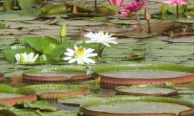 crocoparc nenuphar