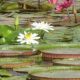 crocoparc nenuphar