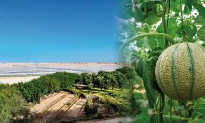 DAKHLA maraichage