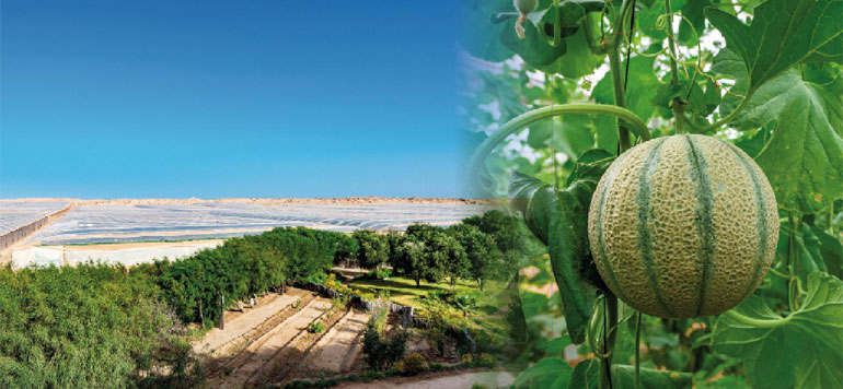 DAKHLA maraichage
