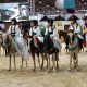 salon du cheval el jadida
