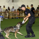DGSN dressage chiens