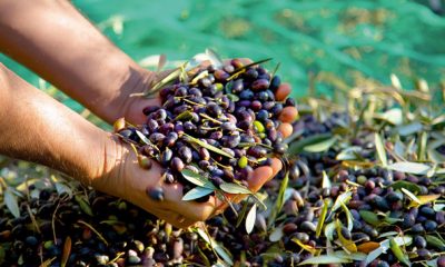 olives