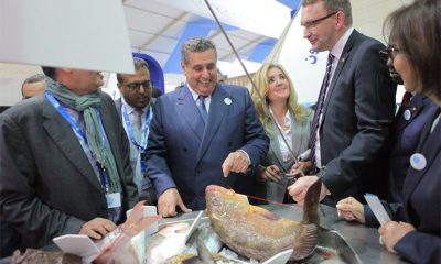Halieutis akhannouch
