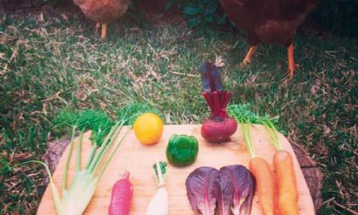 Agriculture biologique