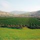 Plan Maroc Vert Plan Maroc Vert Plan Maroc Vert