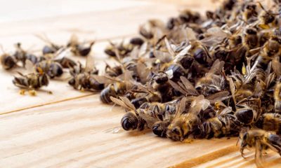 Abeilles