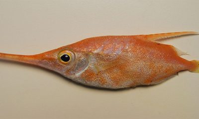 BECASSE DE MER