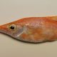 BECASSE DE MER