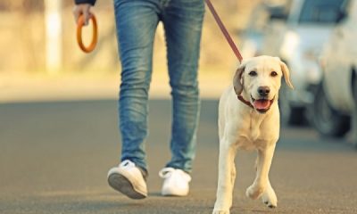 promener son chien