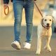 promener son chien