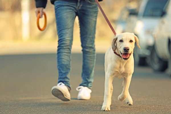 promener son chien