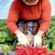 filiere des fruits rouges