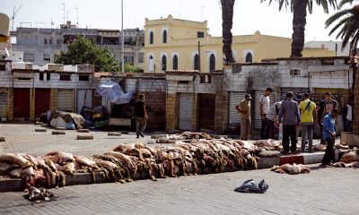 Aid Al Adha
