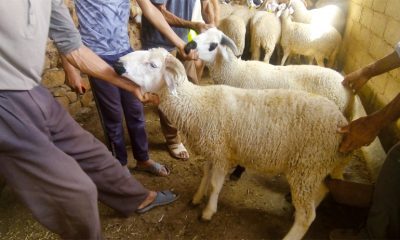 Aid Al Adha