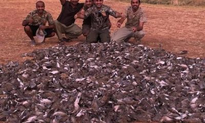 Massacre de tourterelles à Marrakech