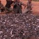 Massacre de tourterelles à Marrakech