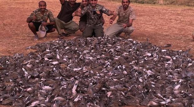 Massacre de tourterelles à Marrakech