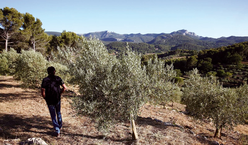 Plan Maroc Vert