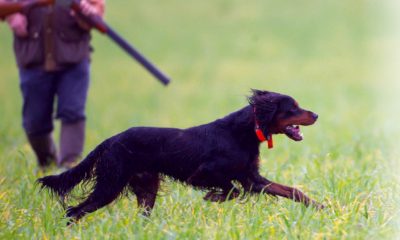 Chasse touristique