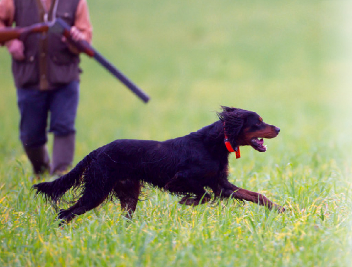 Chasse touristique