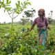 révolution verte en Afrique
