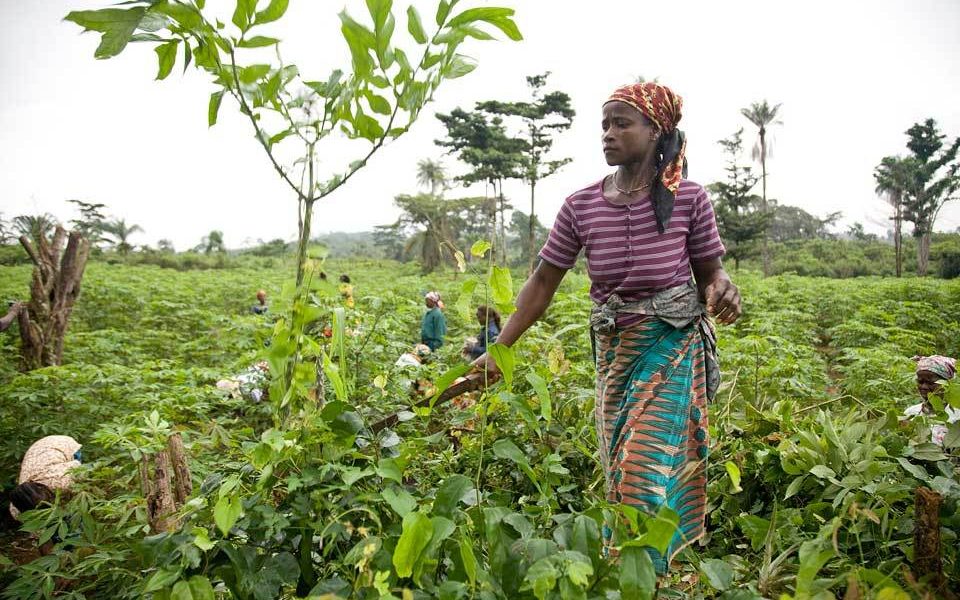 révolution verte en Afrique
