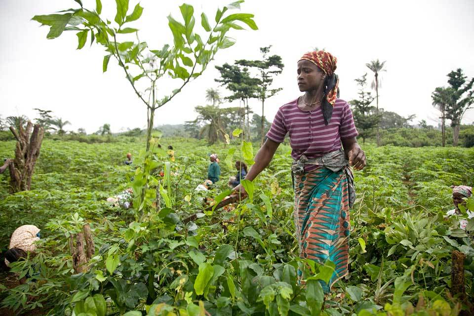 révolution verte en Afrique