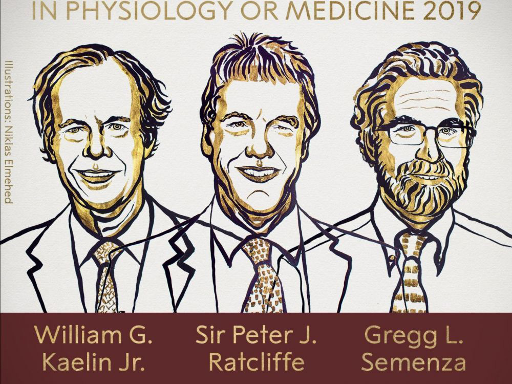 Prix Nobel de medecine 2019