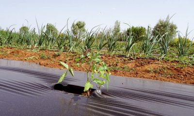 agriculture biologique au Maroc