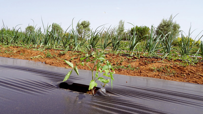 agriculture biologique au Maroc