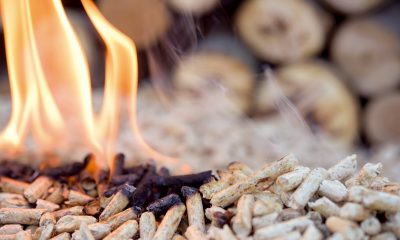 Energies vertes : la biomasse toujours sous-estimée