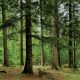 Forêts du Maroc