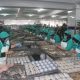 agroalimentaire poisson