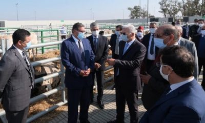 Inauguration d’un marché moderne à bestiaux à Sidi Bennour