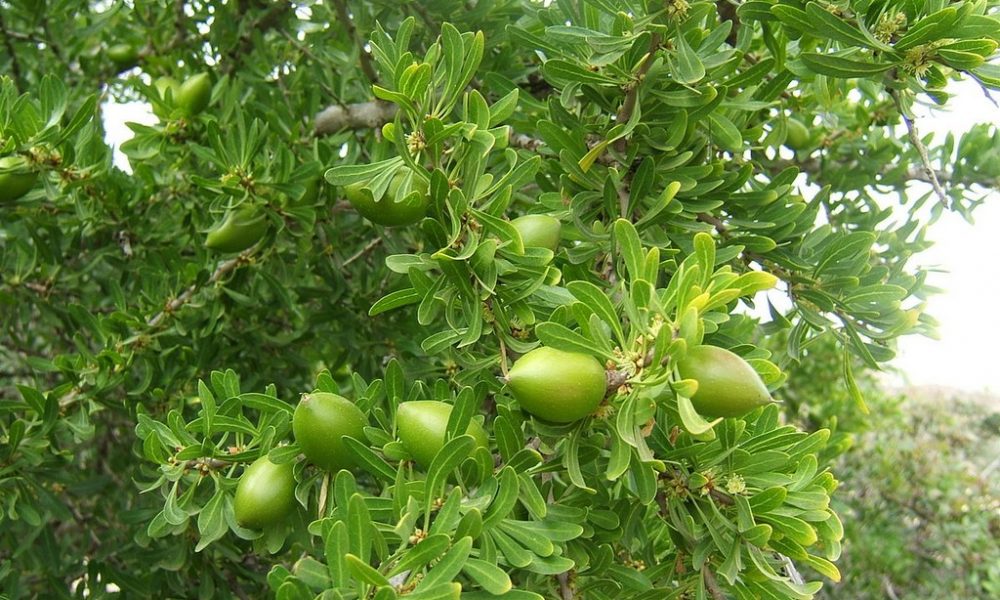 Argan
