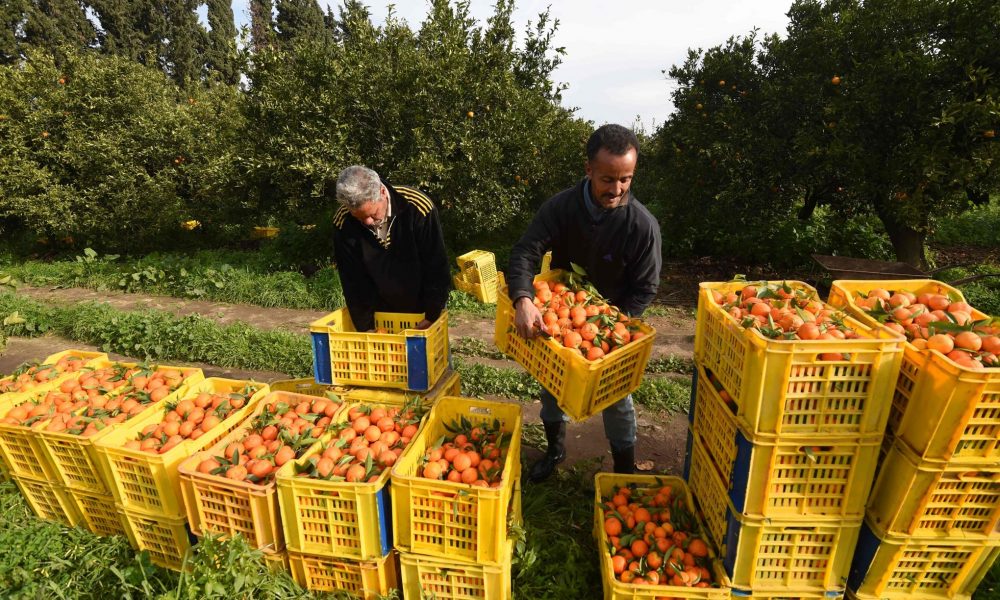 Campagne agrumicole
