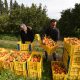 Campagne agrumicole