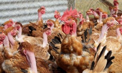 grippe aviaire