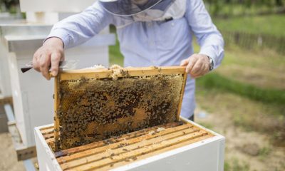Apiculture